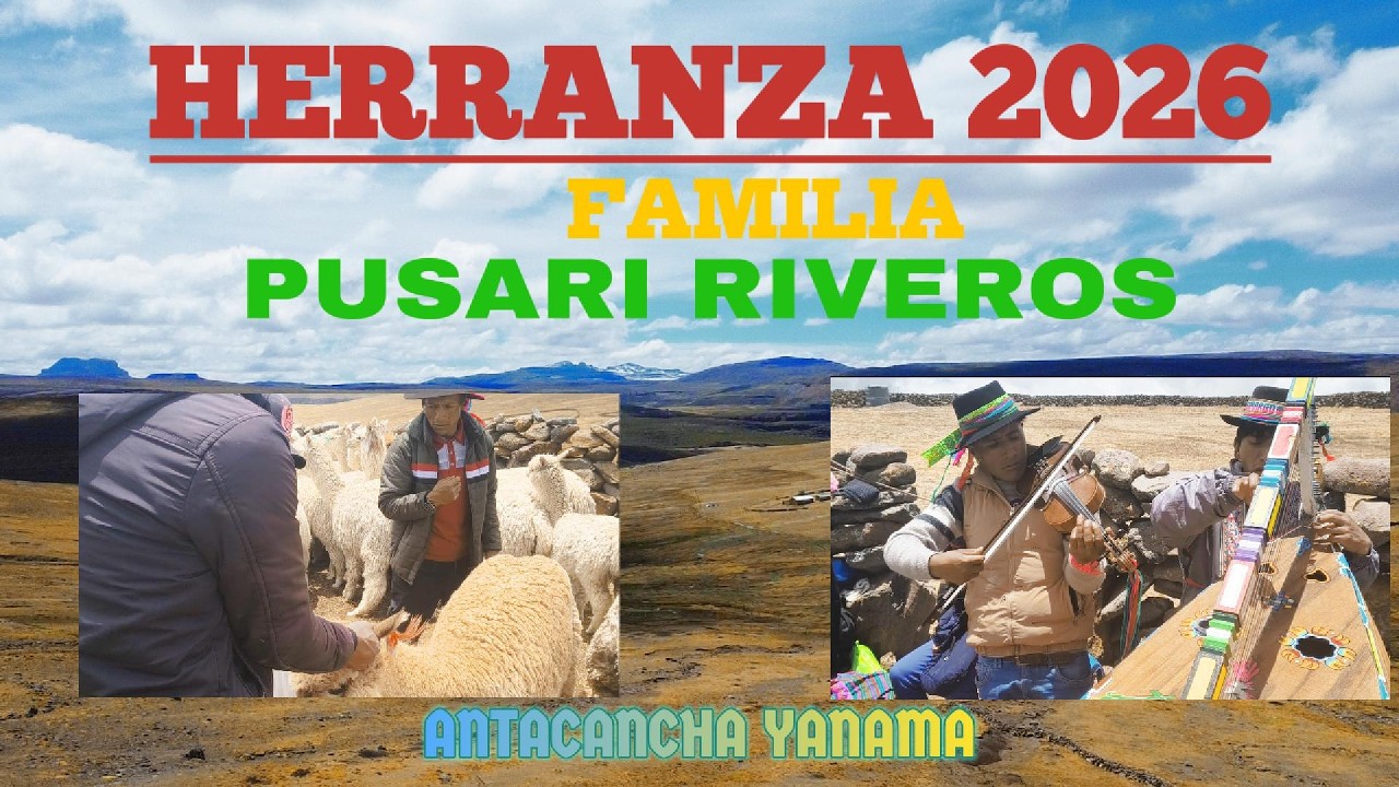 HERRANZA DE ALPACAS ANTACANCHA YANAMA CHIPAO #lucanas #ayacucho de familia pusari riveros