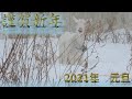 2021年丑年　新年あけましておめでとうございます。