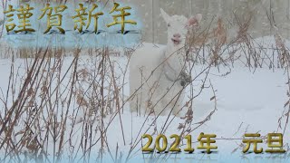 2021年丑年　新年あけましておめでとうございます。