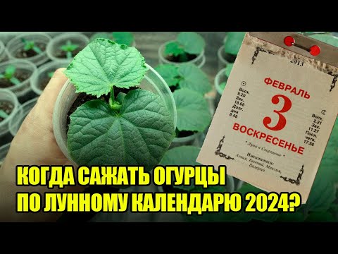 ЛУННЫЙ КАЛЕНДАРЬ 2024: Сей ОГУРЦЫ НА РАССАДУ В Эти Дни И Взойдет ВСЕ 100