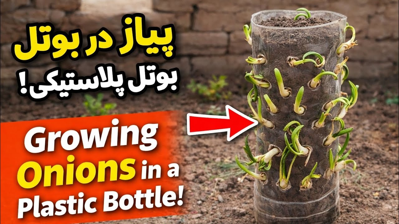 کشت پیاز در بوتل پلاستیکی | روش ساده و جالب برای داشتن پیاز تازه در خانه 