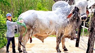 Huge Grey Brahman Bull | UN Farm