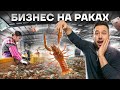 Самая большая акваферма австралийского рака. Разведение раков в УЗВ. Бизнес на раках