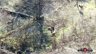 Drone Finds Buck Chasing Does Around Feb 2024 Drone Footage