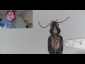 Beetle ID Project, need to finish by tomorrow! | October 5, 2025