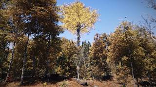 Skyrim SE - Fimbul ENB &amp; Reshade Gameplay