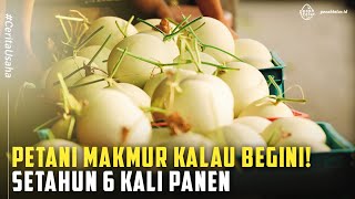 Tanam Melon Gantung Ala Korea & Jepang di 5 Greenhouse, 1 Greenhouse Panen 6x Pertahun!