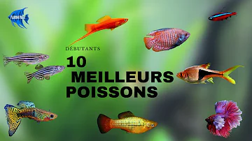 Quel poisson dans mon aquarium ?