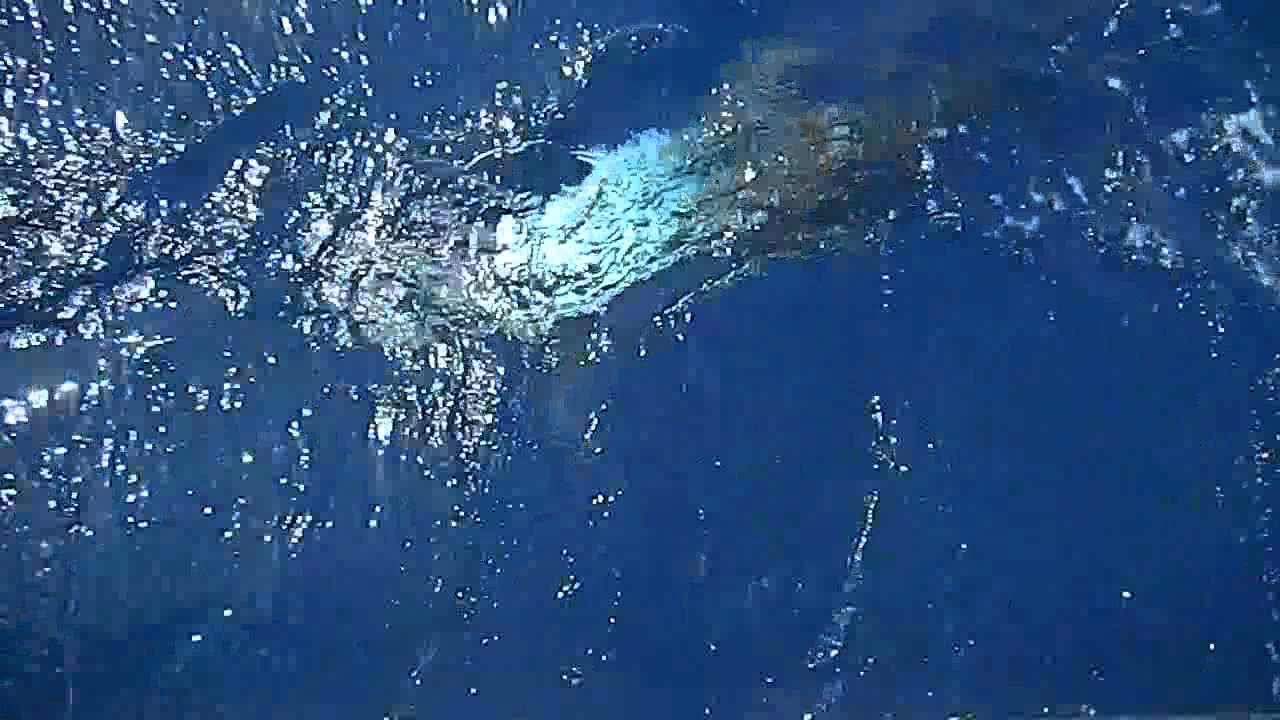 Marlin fishing in Belize Part 1 YouTube