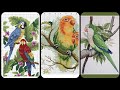 cross Stitch parrots||Latest cross Stitch pattern