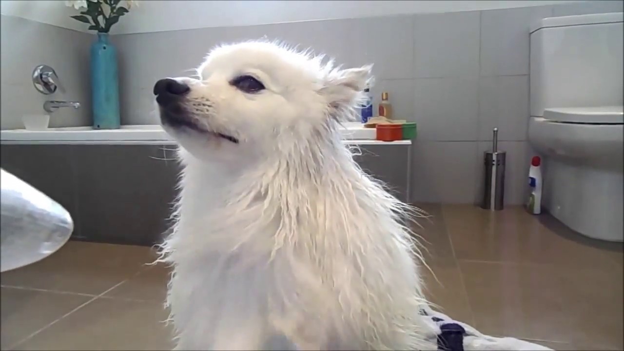 Grooming A Spitz Youtube