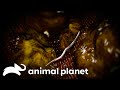 A Young Teenager Vomiting Fecal Matter Monsters Inside Me Animal Planet A Young Teenager Vomiting Fecal Matter Monsters Inside Me Animal Planet