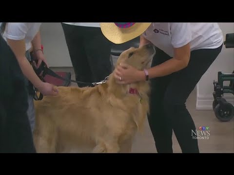 Video: Süper Köpek Vancouver Hastanesi'nde Superbugs Out Sniffs