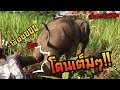 โดนเต็มๆ ดาวเตะพ่อ โดนตีเเน่ดาวมันร้าย elephant