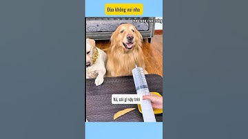 Đùa không vui nha sen #vui cùng cún cưng