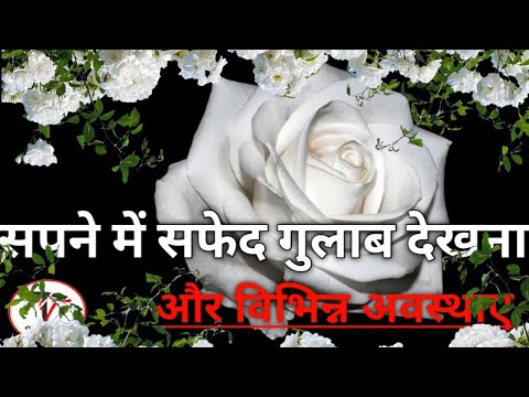 वीडियो: सफेद गुलाब का सपना क्यों देखते हैं