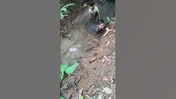 Tát mương bắt cá,trải nghiệm bắt cả của tụi nhỏ ngày tết.