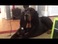 Maybellene the Black & Tan Coonhound Baroos! の動画、YouTube動画。