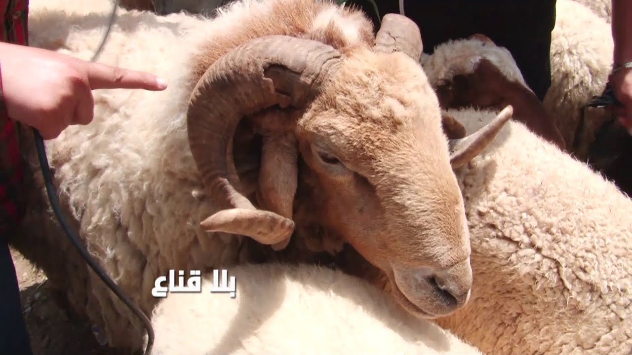 تشنج عالمباشر بين فلاح وشاري على علوش العيد بزوز ملاين..الفلاح مش خالص والمواطن فالس مش خالط !!