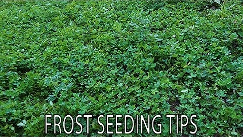 Frost Seeding Clover Food Plot Tips by Frigid Forage
