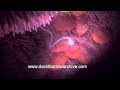 Sperm swimming in the  Fallopian Tube