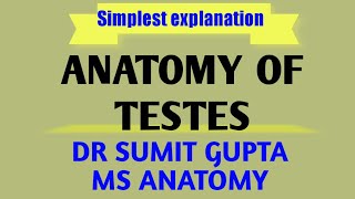 ANATOMY OF TESTIS