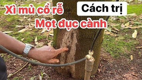Các bước chuẩn bị xử lý sầu riêng xì mủ cổ rễ và mọt đục cành, khô sau 7 ngày, không cần cạo