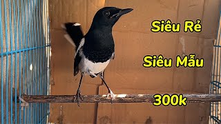 23-11 Super Cheap Charcoal Lips, Hot Super Model, Price For You To Clean Up