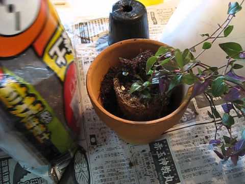 １００均の観葉植物を植え替えて大きく育ててみよう Youtube