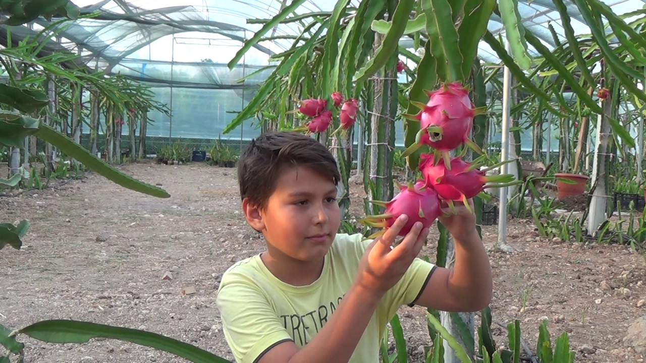 pin by turkan gundogdu on bahce plants yeti