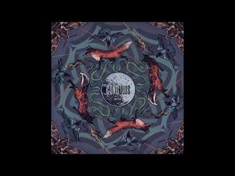 Congulus - Fulmanito