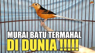 MURAI BATU TERMAHAL DI DUNIA !