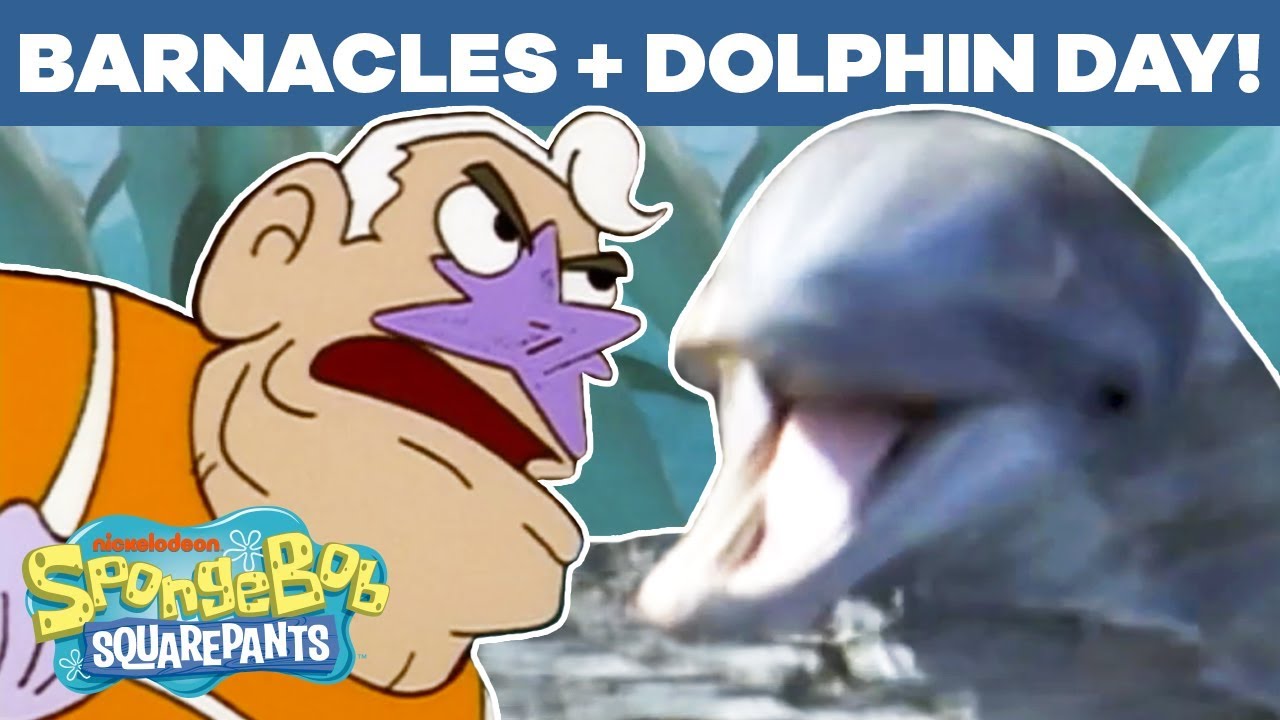 Dolphin Day + Barnacles Mashup! 🐬 SpongeBob SquarePants TBT YouTube