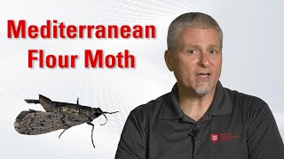 Stored Product Pests: Mediterranean Flour Moth - Identification & Control | Degesch America