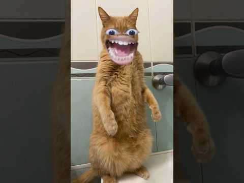ada kucing terus #funny