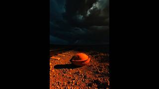 A Zebra Saved a Dying Apricot Tree – But No One Liked or Subscribed 😢 #save #ai #tree #viralreel #ai