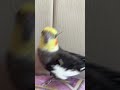 TarГ Д NД N KaГ Д ЕџД SultanpapaДџnД Birds Ytdayibenionecikarnolur Cockatiel Cute TarГ Д NД N KaГ Д ЕџД SultanpapaДџnД Birds Ytdayibenionecikarnolur Cockatiel Cute