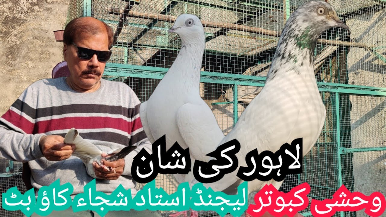 Ustad shuja kaow butt k lajawab kabuter chohy weshii taar waly must watch