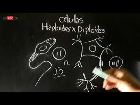 Vídeo: Os esporos são haploides ou diploides?