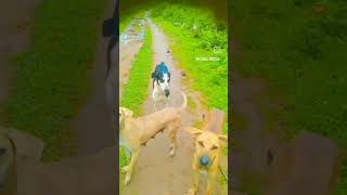 #animalloverforlife #doglover #Jedsy Freez 🌹😁😁😁😁😁😂😂