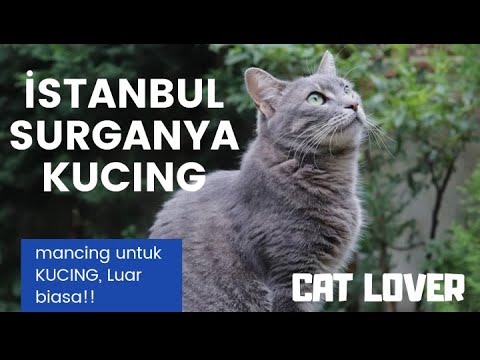 Video: Sejarah Kucing Di Rusia