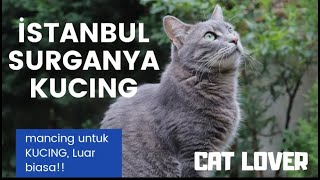 Kucing di Turki