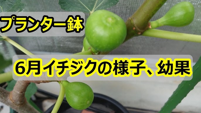 イチジク バナーネまたはロングドゥート の挿し木の水耕栽培のその後 After Hydroponics Of Fig Cuttings Youtube