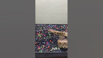 Gopher snake attacks rat part 1. #snake