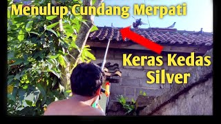 Menulup Cundang/Bandangan Merpati Keras Kedas Silver