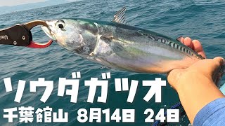 館山ソウダガツオが釣れた！カヤックフィッシング2025年8月14日&24日