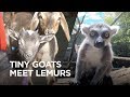 Tiny Goats Visit Lemurs