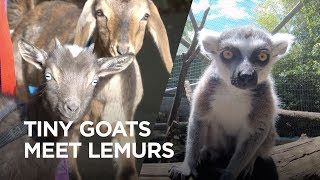 Tiny Goats Visit Lemurs