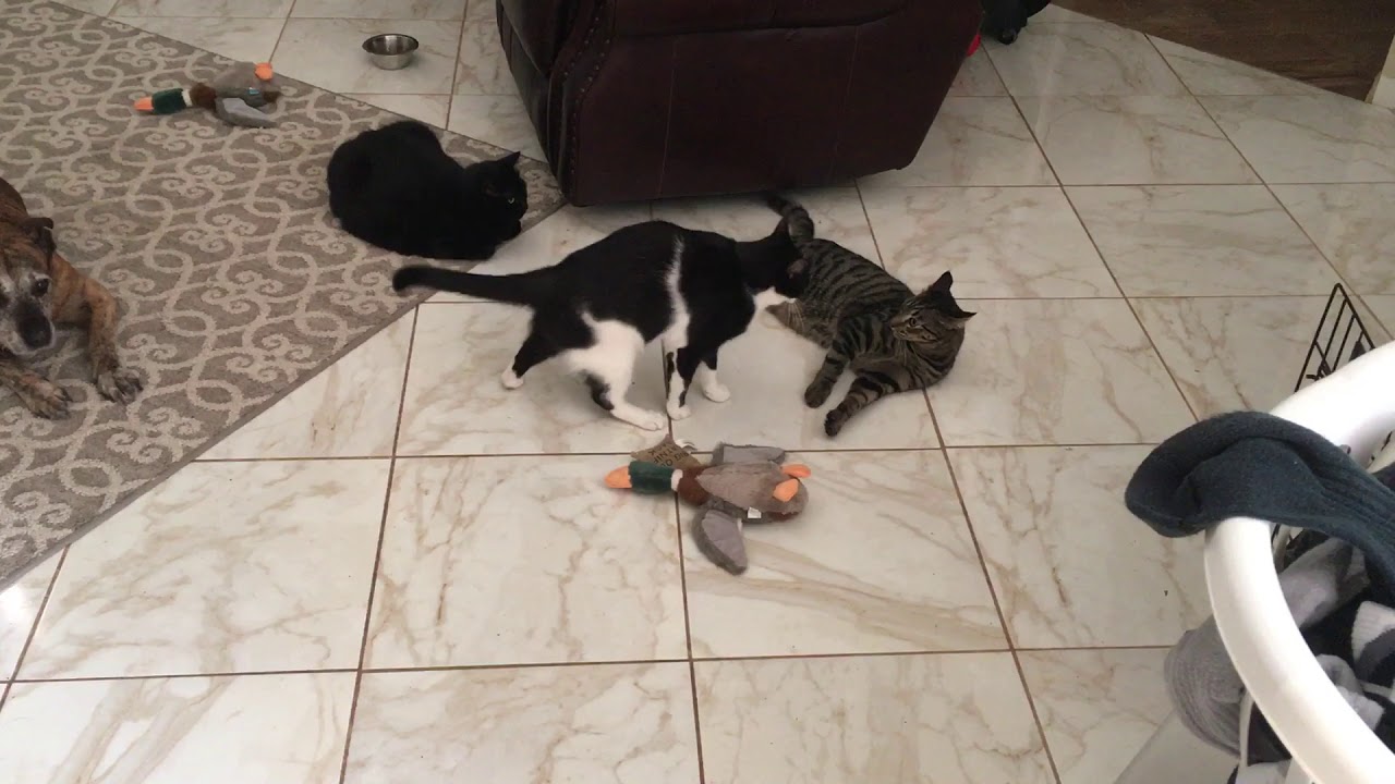 UFC - Ultimate Fighting Cats - YouTube