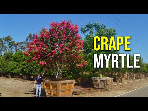 Video: Crepe Myrtles per la zona 6: Crepe Myrtle crescerà nei giardini della zona 6